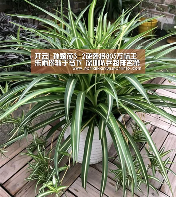 开云|
孙颖莎3-2逆袭将805万标王朱雨玲斩于马下 深圳队乒超排名第一(图3)